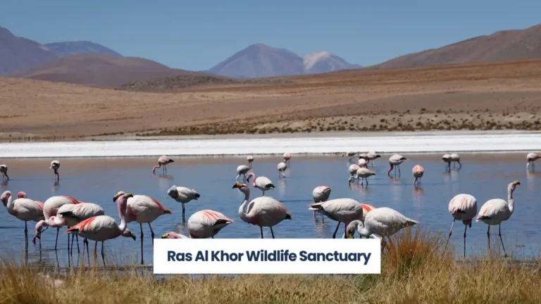 Ras Al Khor Wildlife Sanctuary